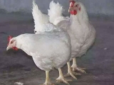 NuȫwؿҪc