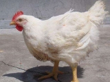 uë̖(ho)֪