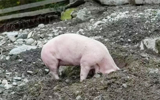 СϲСgɶ˼