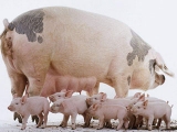 B(yng)iĸiˮPIg